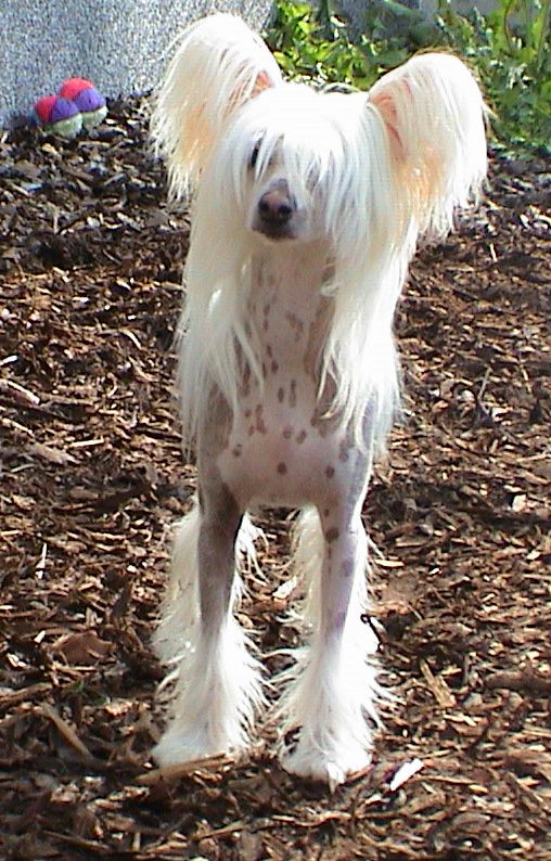 Magic Carpet's Eternity Seduction