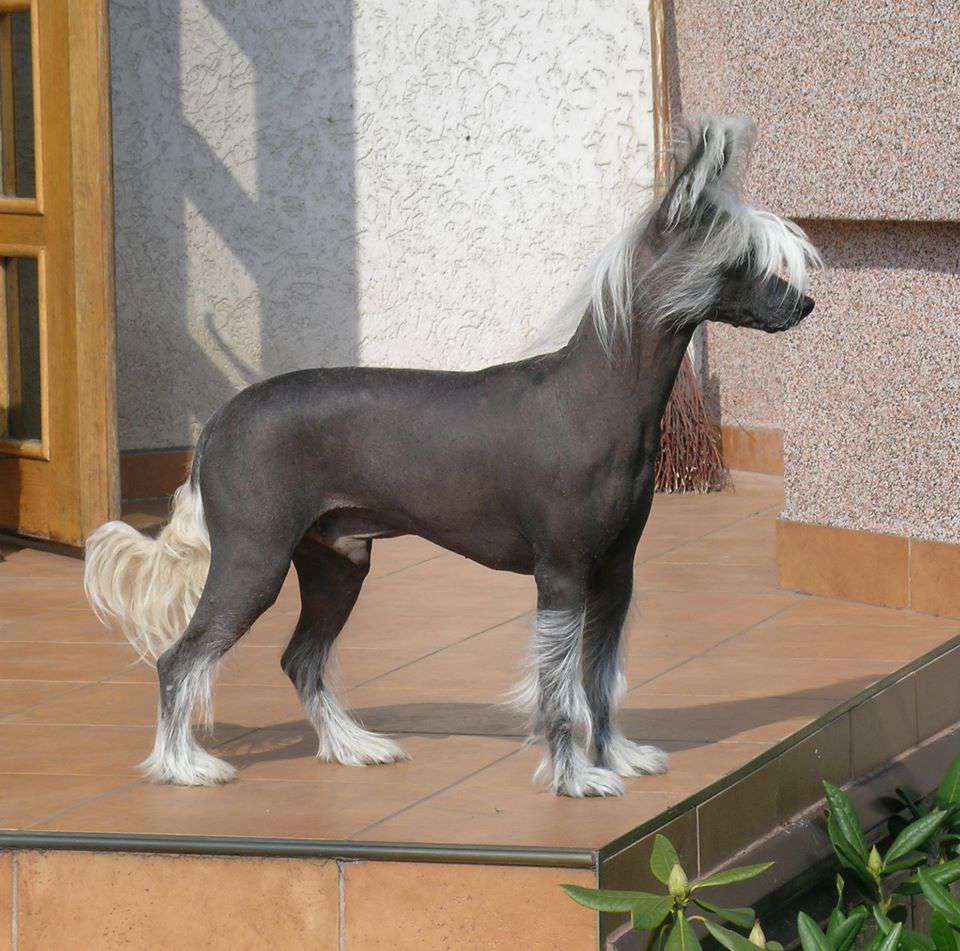 Beret z Gangu Lysych