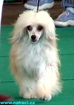 Mai Tai from the Llanos Estacados