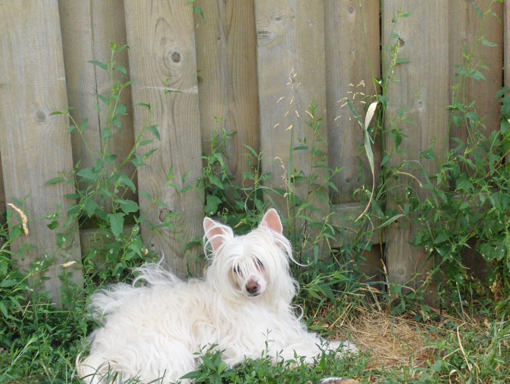 Doucai's Lady Love Orchid