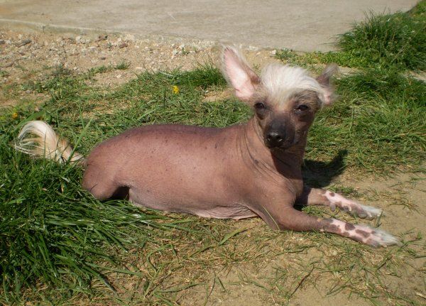 Doris z Jasne Hvezdy