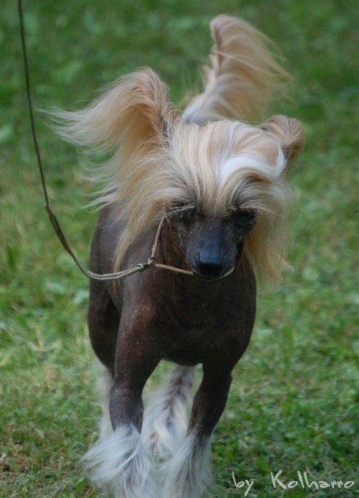 Fraszka z Gangu Lysych