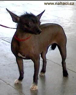 Carmen z Huyerova Dvora