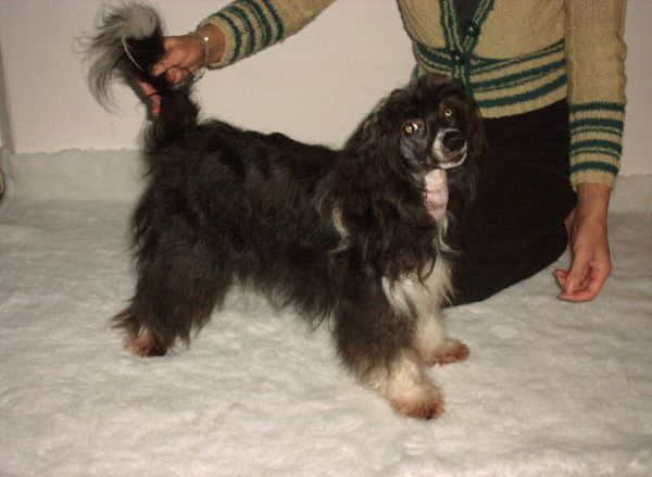 Cornelie Kalis z Treste