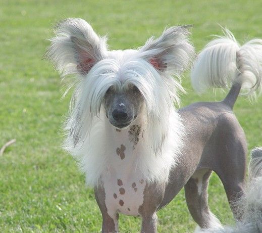 Oriental Jokes Awfully Shining