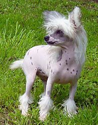 Oriental Jokes Ultim' Gossip