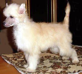 Oriental Jokes Upsala