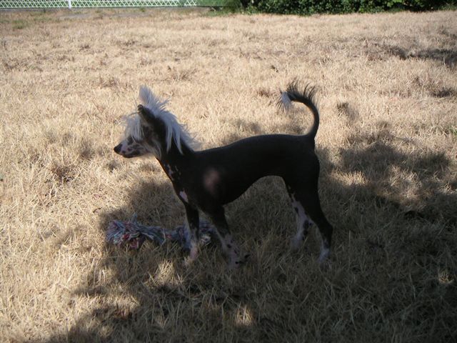 Oriental Jokes Virgin