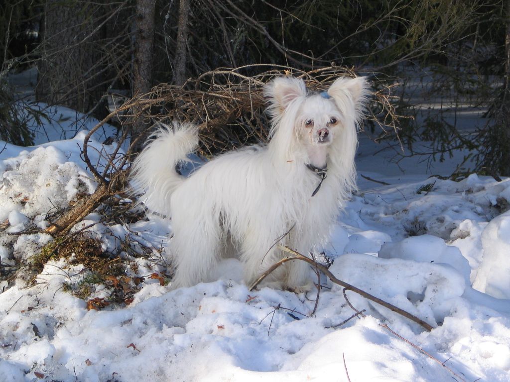 Kiikunkaakun Frodo Reppuli