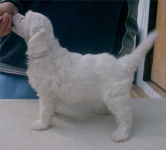 Kiikunkaakun Filmistara Fiona