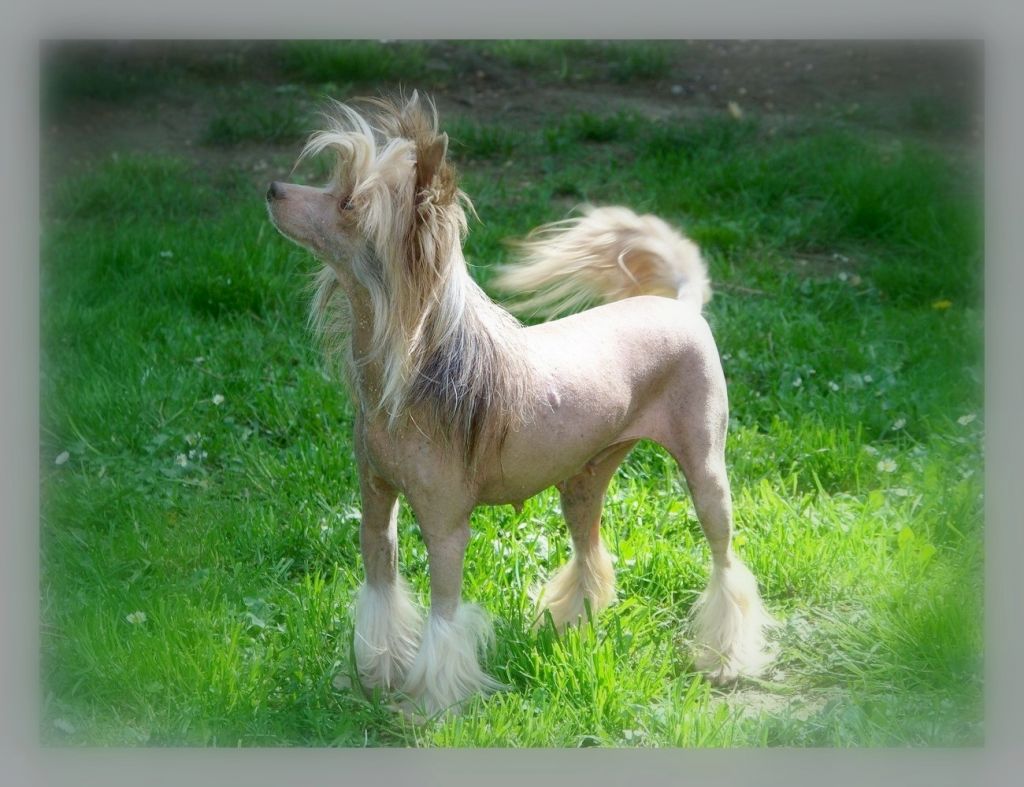 Sasquehanna Layla Germanika