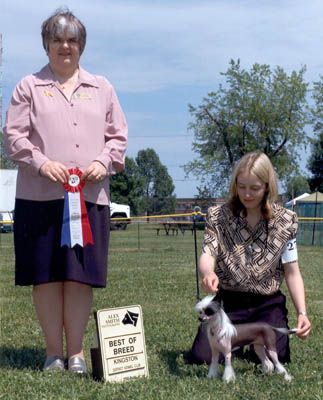 Chicrest Hailey Harleys Girl