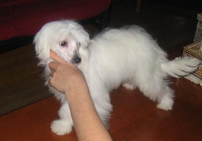 Jewelz Fantasia's Fantasy PP