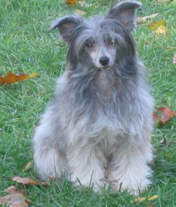 Unidog Puff in Boots at Jewelz