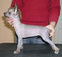 Wrotka Wywrotka Germanika