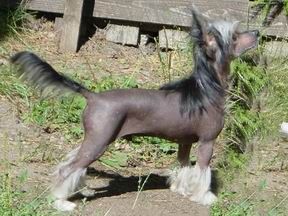 Harley Davidson Poarott