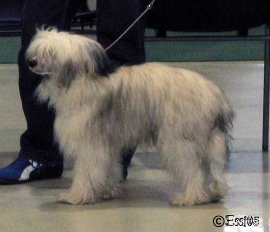 Bonzer's Dragon Heart