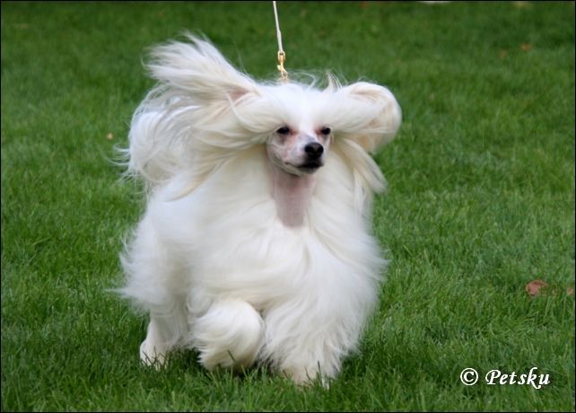 Kaunisvirran Gabriel