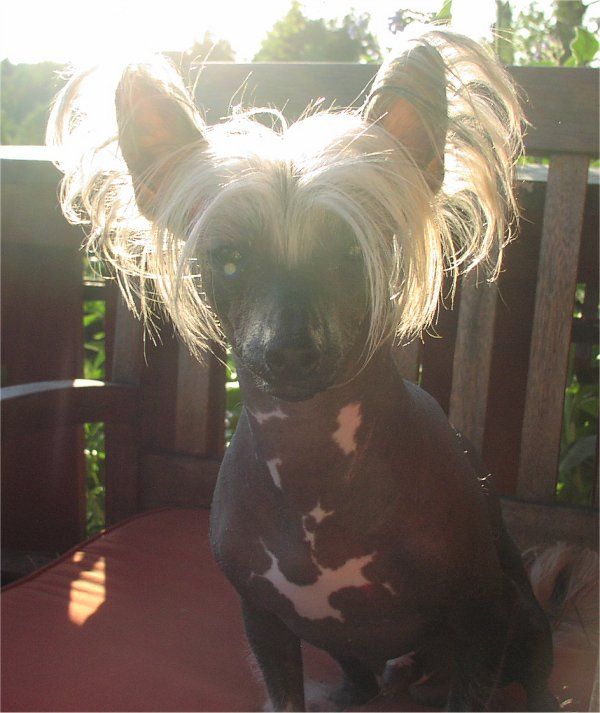 Blå Mandag's Hemulen