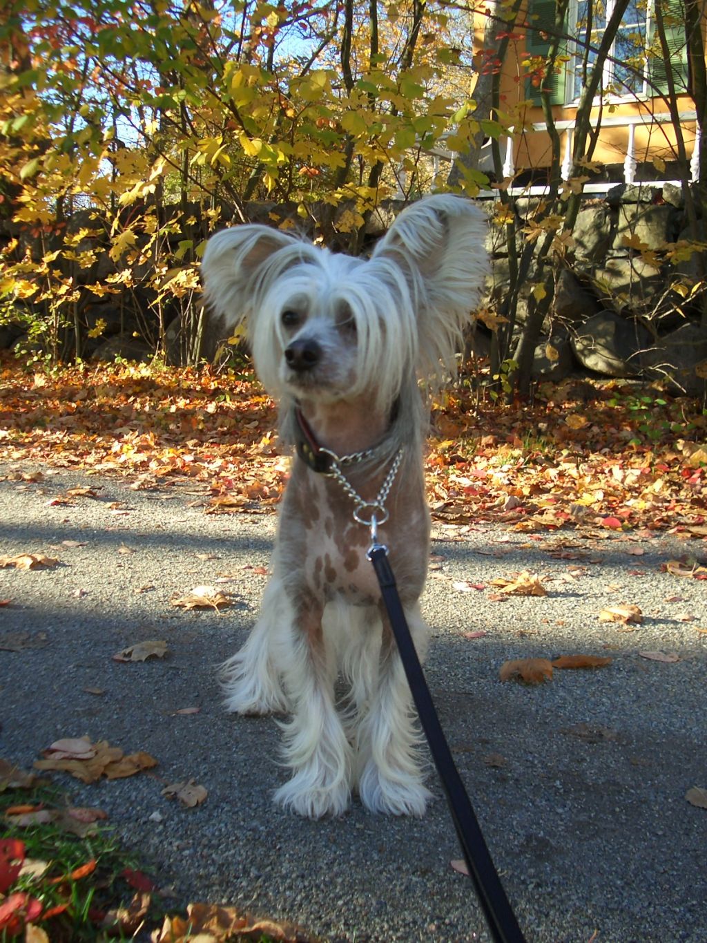 Cute and Crazy Amadeus