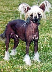 Oyoung Pa-Lai du Gue de Launay