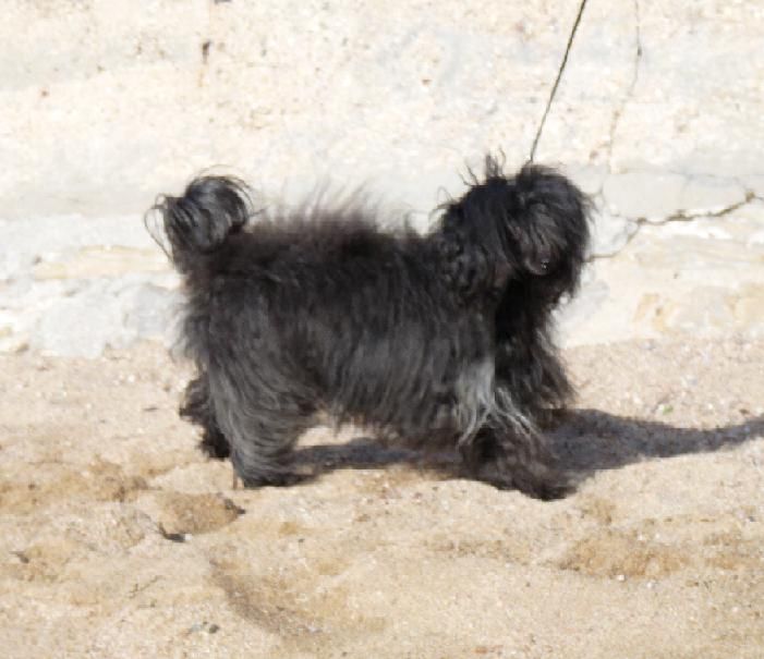 Violette Nymphea De Saint Venceslas