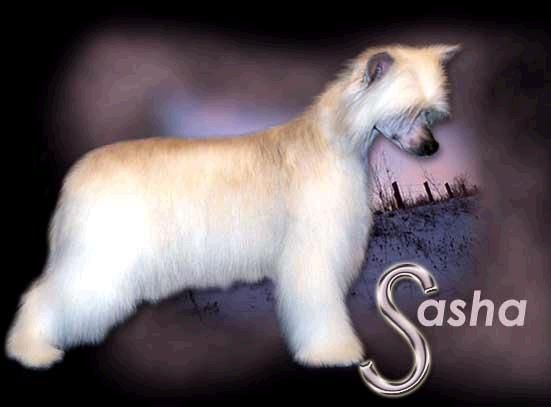 Wanrods Jrf White Russian DOM