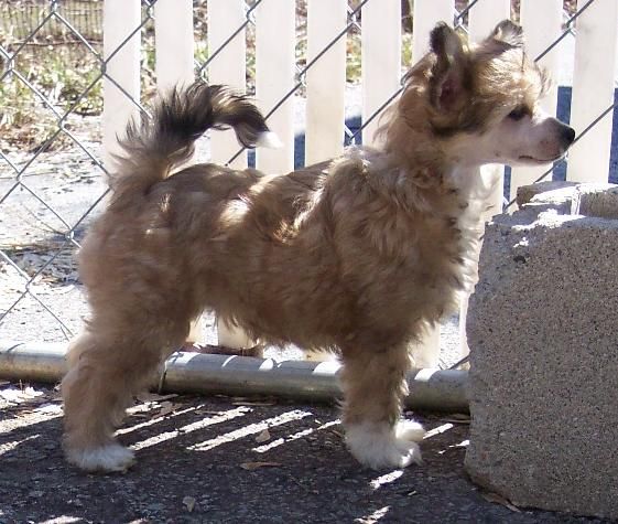 Crestyle Emotional Attach PP