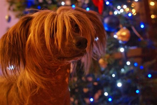 Ingrus Zhelannyi Macho-Zhan Zhentan