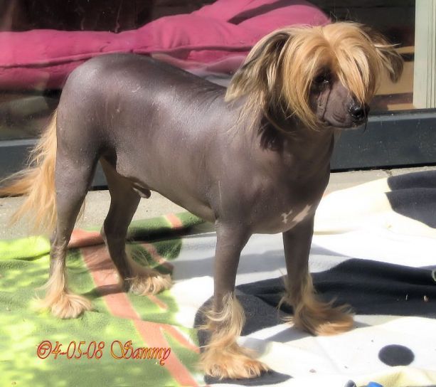 Ingrus Zheleznyi Mal'Chik Dzhozef