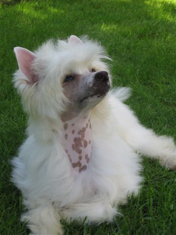 Solino's Ever Delicious