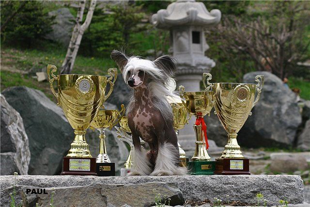 Fantastik Kashmir Harley Davidson 