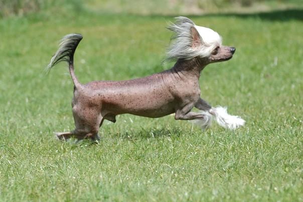 Special Edition Kaj Crapull