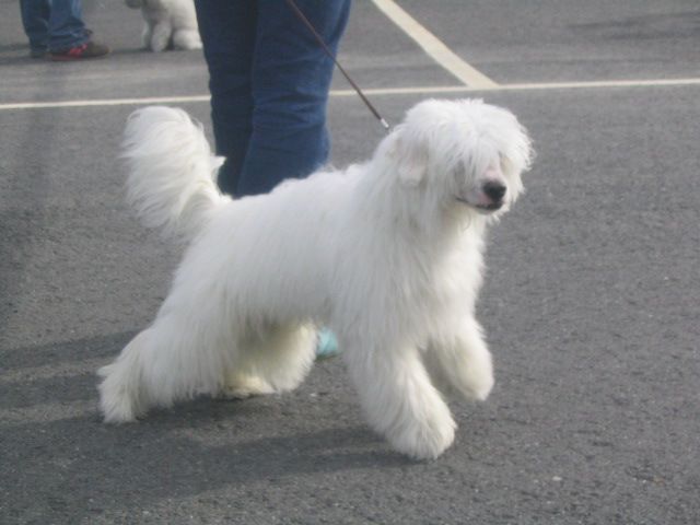 Oromuson Zuffo Buffo