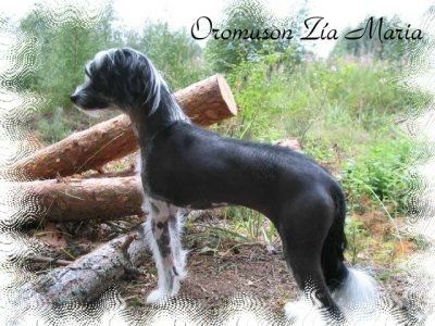 Oromuson Zía María 