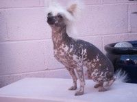 Hitmonchan Billy Idol