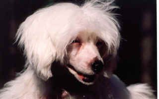 Royalgift Snowflake-Star