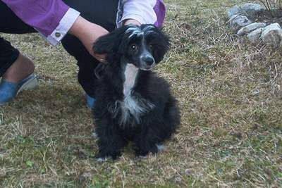 Royalgift Black Pearl