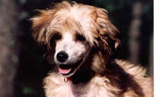 Royalgift Sharming Trisha