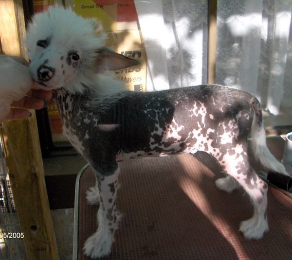 Xioma Dragon Of The Sky