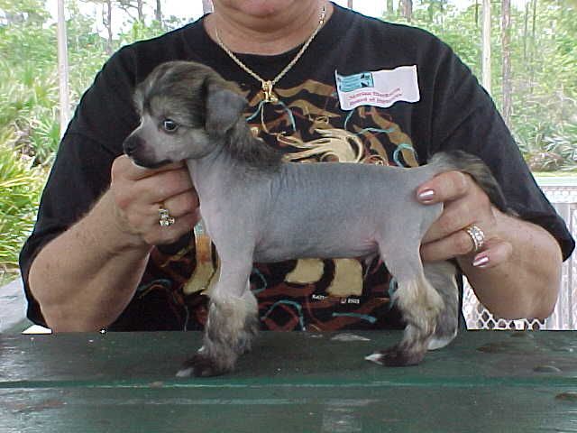 POP-Sanctuary Loud and Rowdy