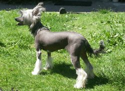 Oriental Jokes A Flash Baby Girl