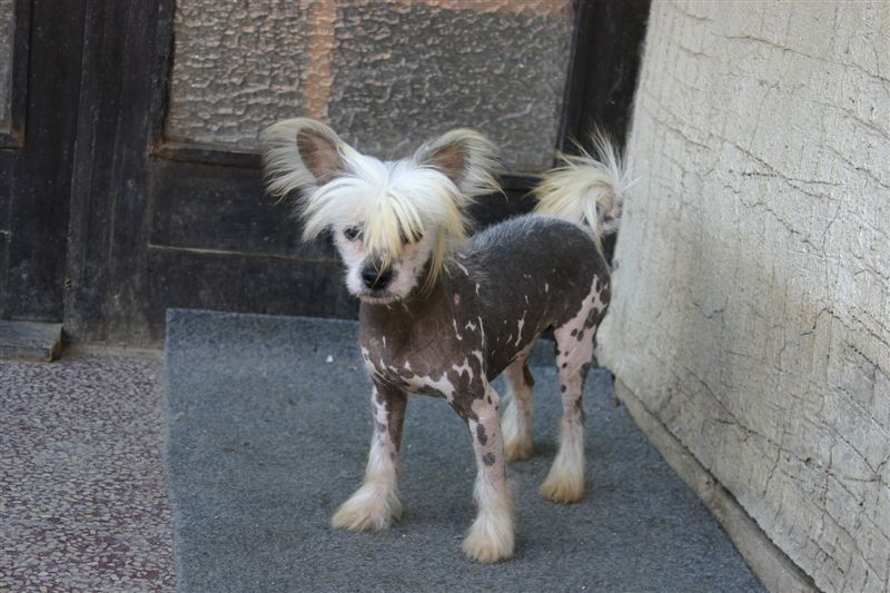 Zorro Pink Od Chlpiku