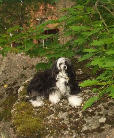 Apollonarez Arizette