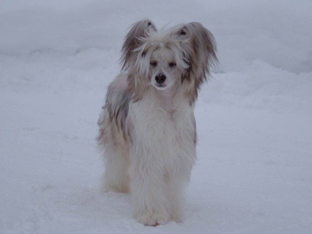 House of Landfari Ac-Dc