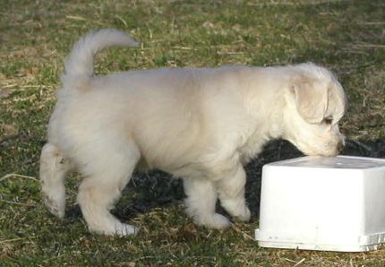 House of Landfari Amy-Diamond