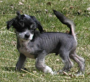             House of Landfari Alice-Cooper