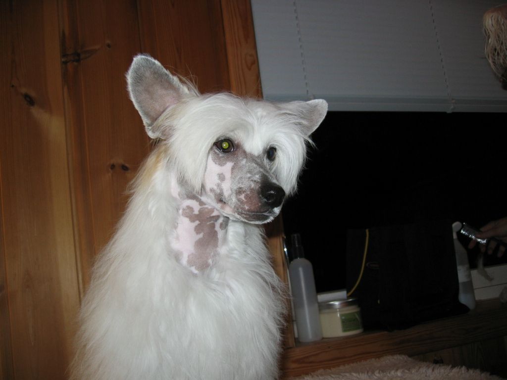 Henry Houdini Avrina