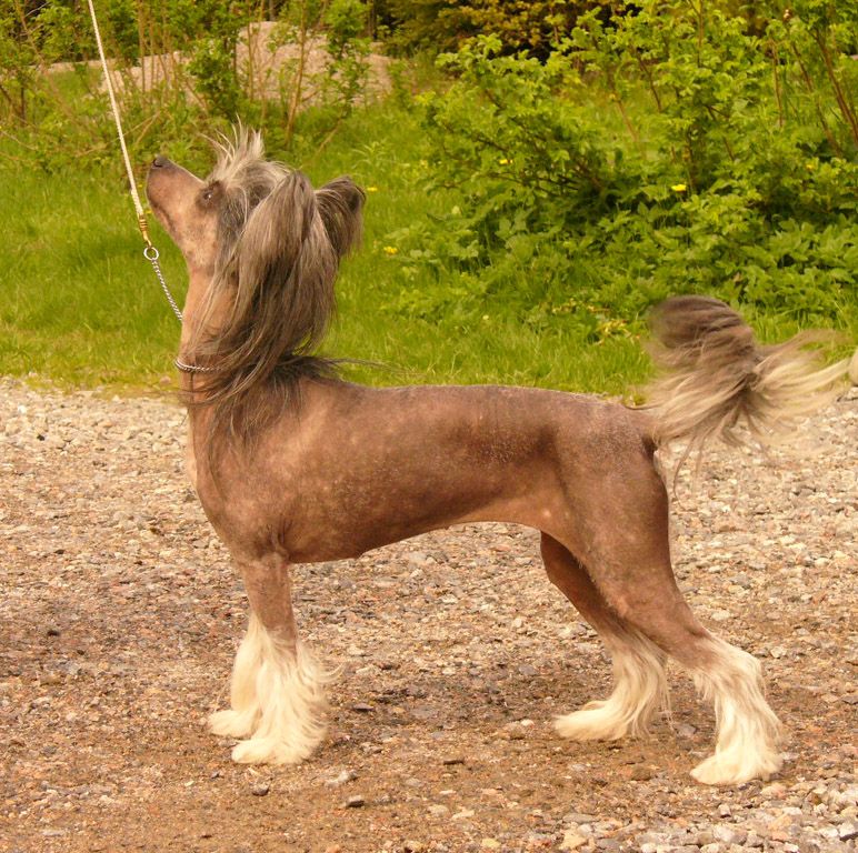 Sun Dan My Black Pearl