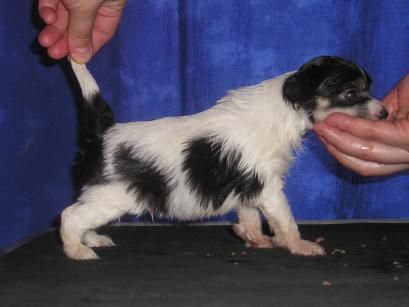 Sun Dan My True Love